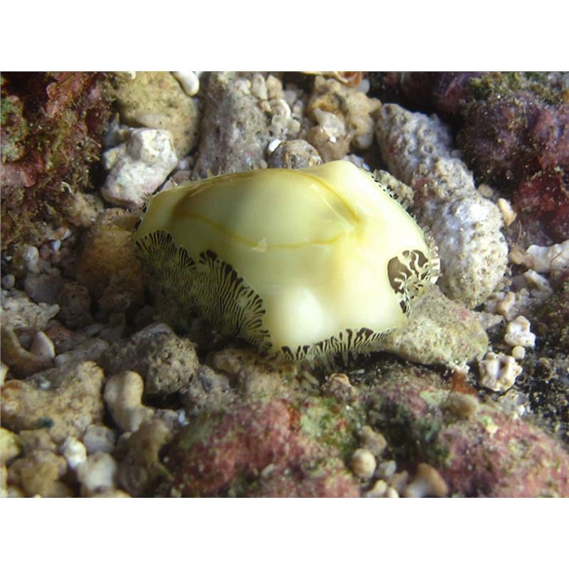 Monetaria moneta - imagine 3